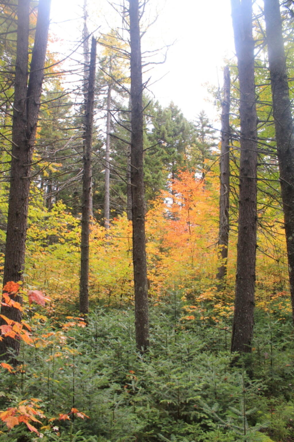 Photo: Yellows