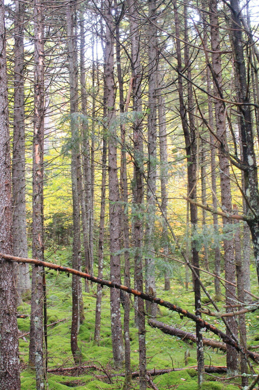 Photo: Yellows in the Woods