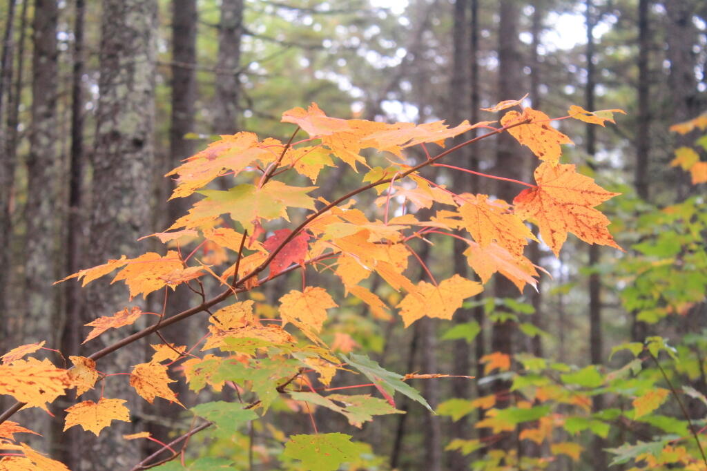Photo: Maple