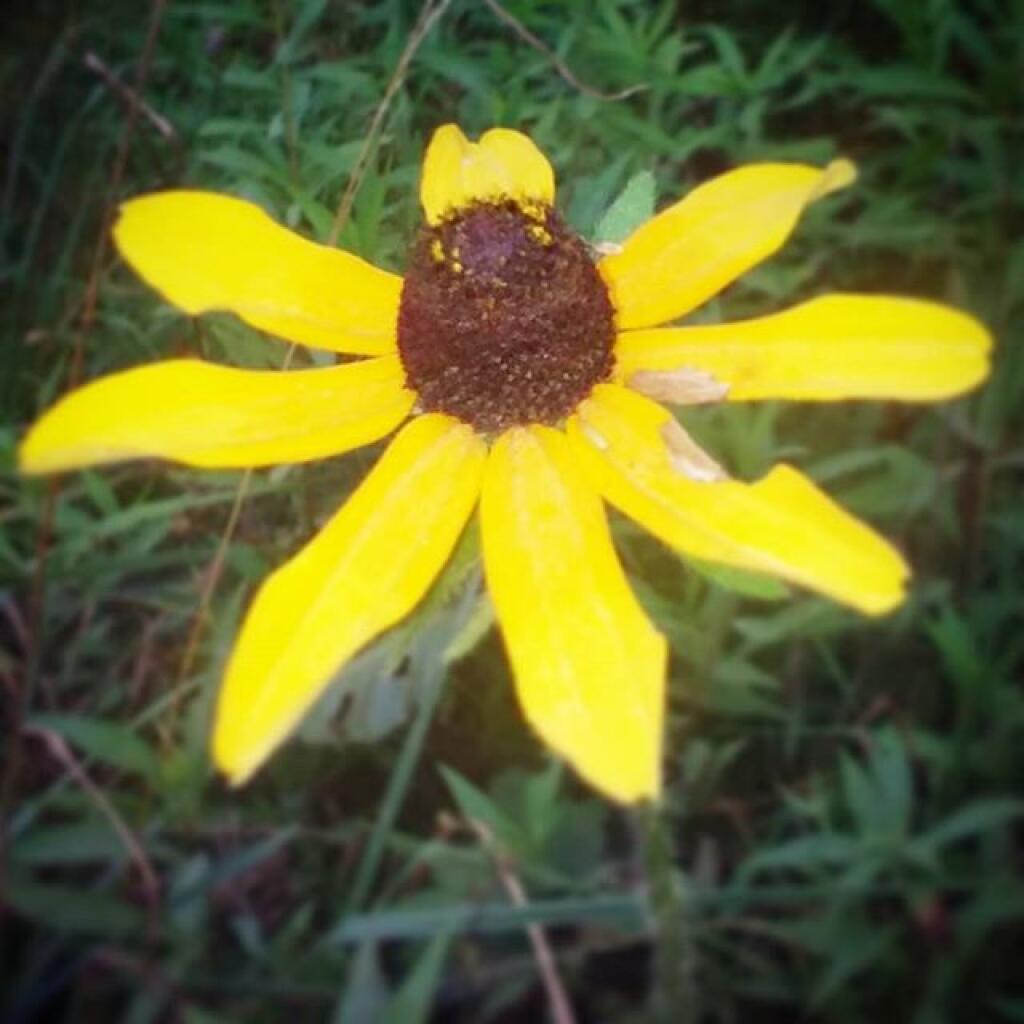 Photo: Black Eye Susan