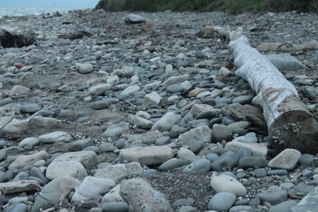 Photo: Shoreline