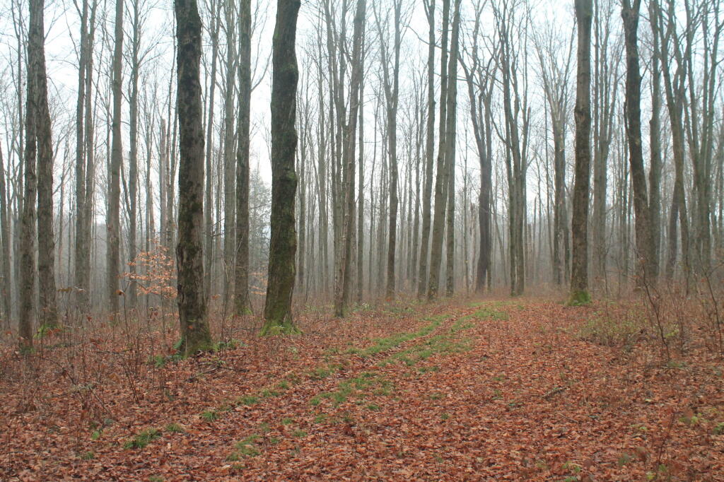 Photo: Foggy Woods