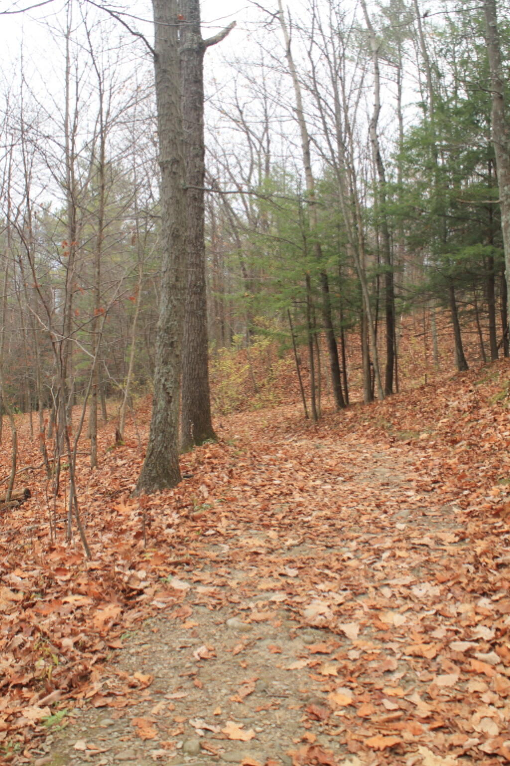 Photo: Trail in the Woods