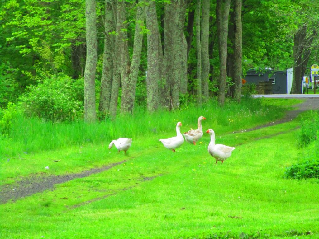 Photo: Ducks