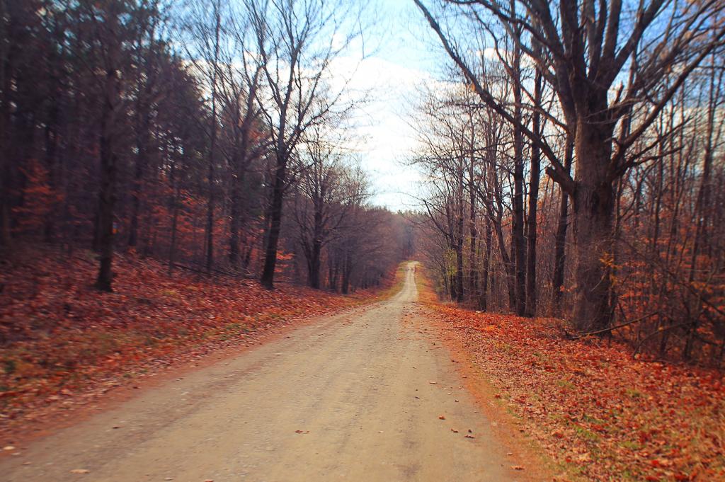 Photo: Maple Lane North