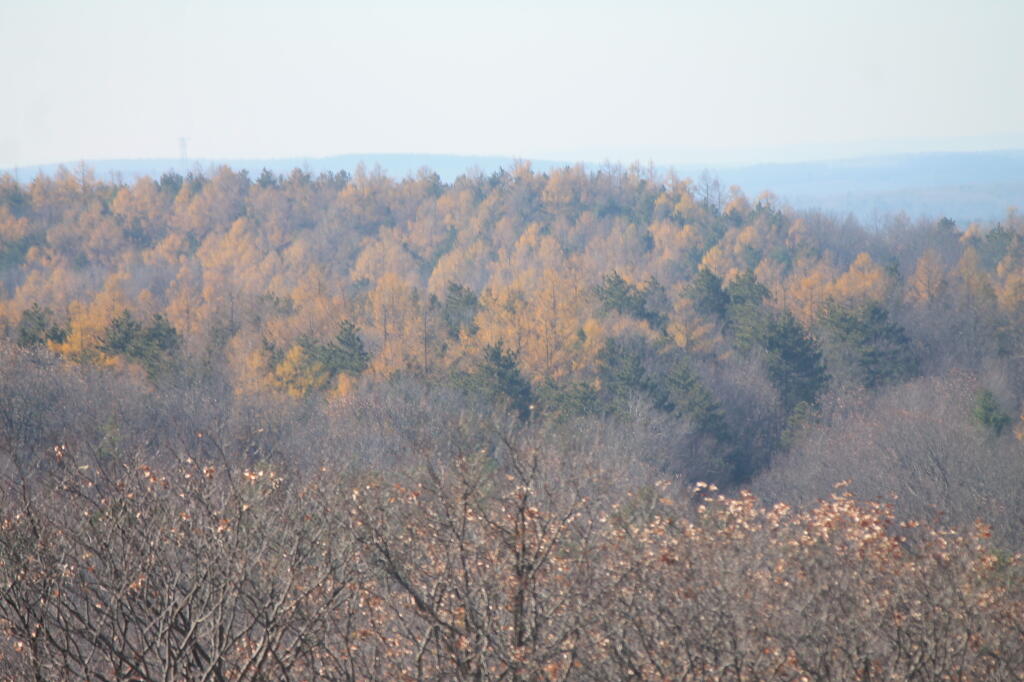 Photo: Aspens on Six Nation Hill