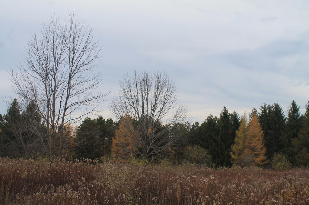 Photo: Treeline