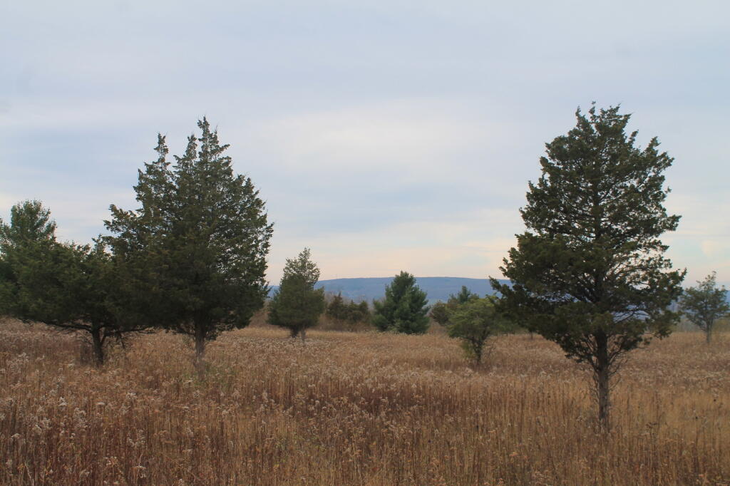 Photo: Bare Hill