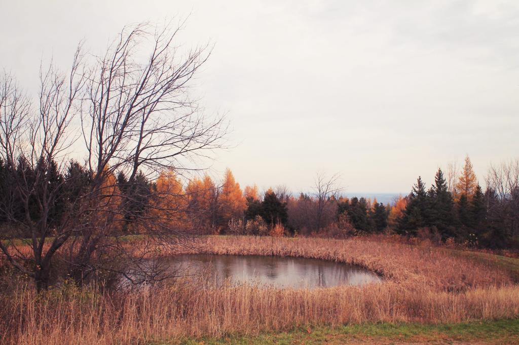 Photo: Pond