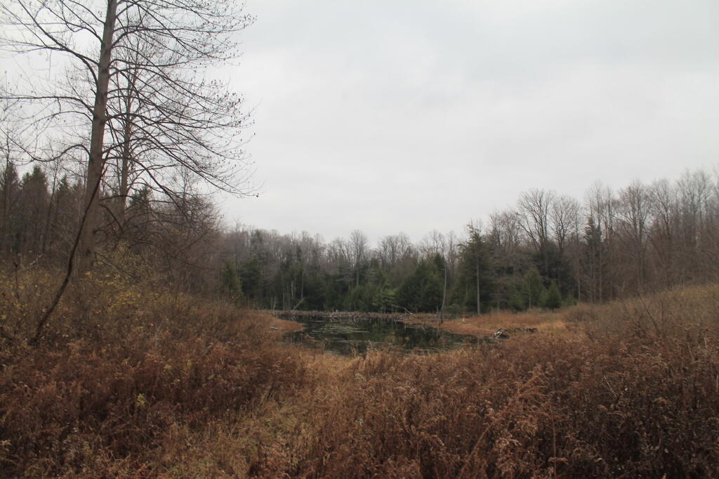 Photo: Wetlands