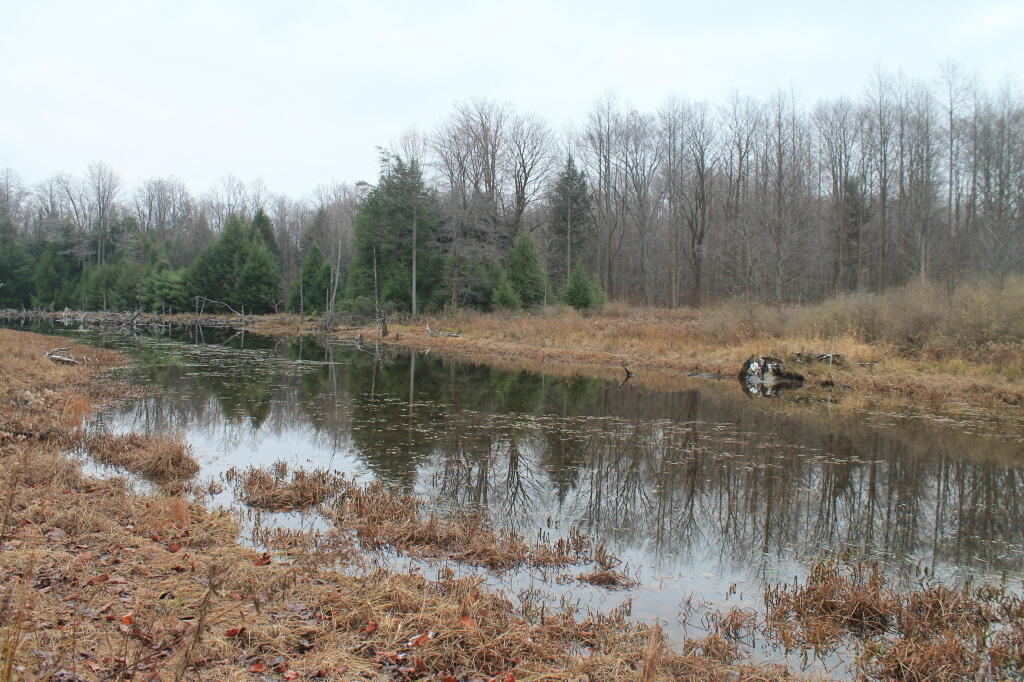 Photo: Another Pond