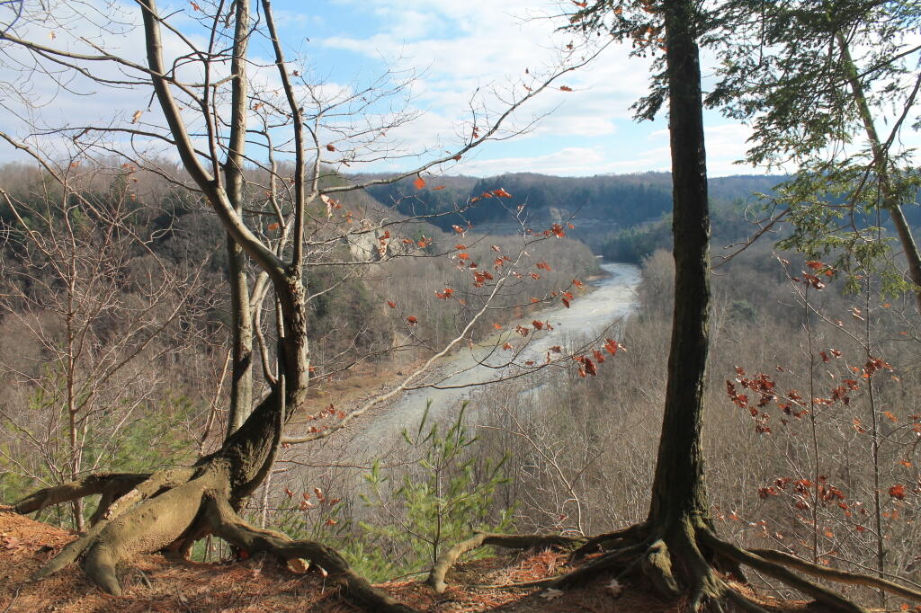Photo: Trees on the Point
