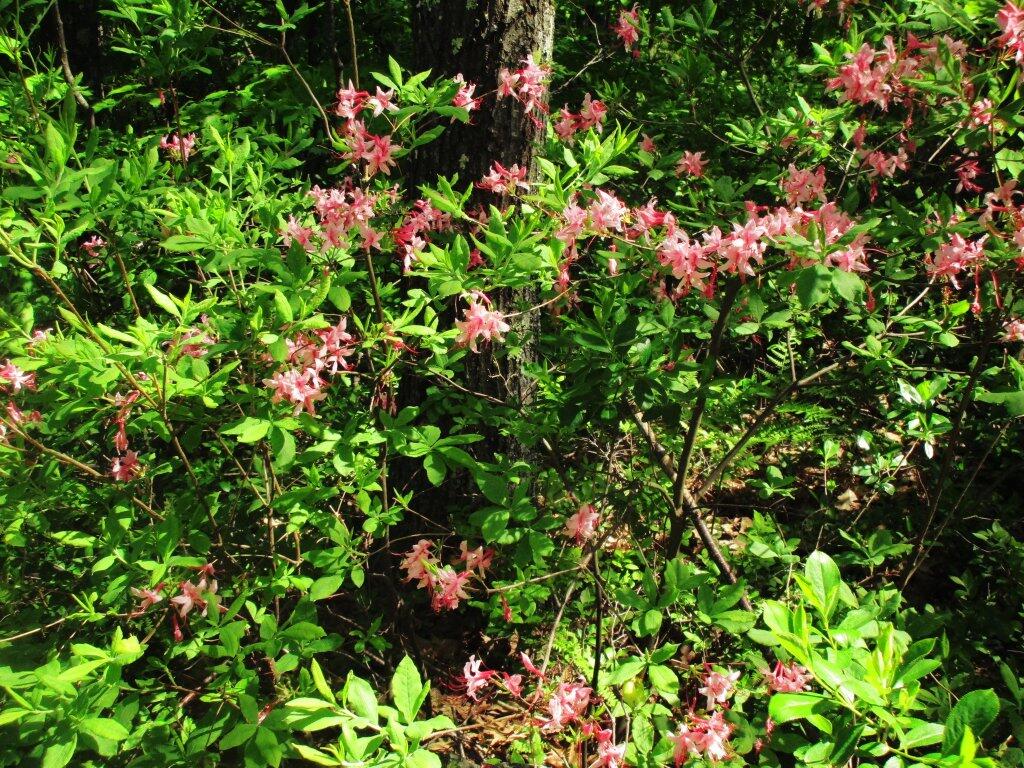 Photo: Woods Is Full Of Pink Mountain Laurel