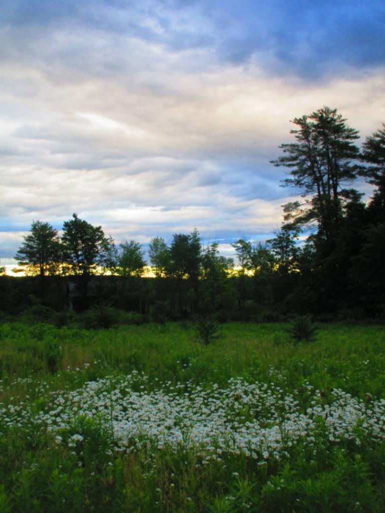 Photo: Daisies Before the Rain Came In