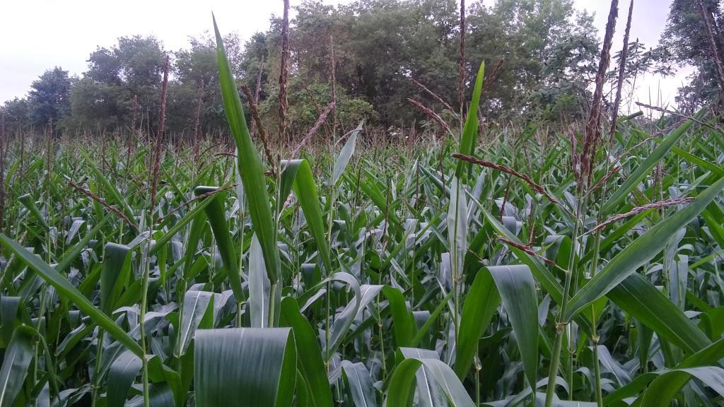 Photo: Tall field corn 🌽 along the Old Erie Canal Photo: Tall field corn 🌽 along the Old Erie Canal