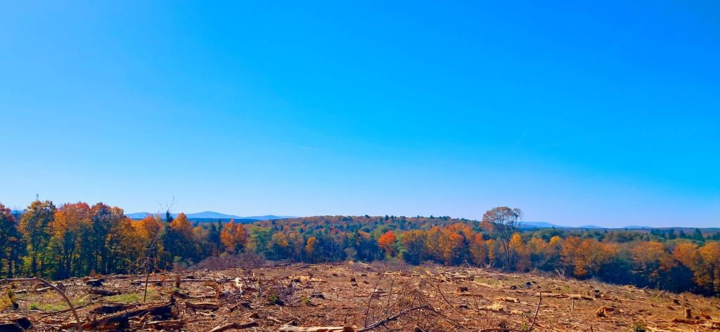 Photo: View from the Clear Cut