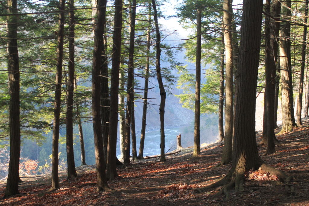 Photo: View of Gorge through the Woods
