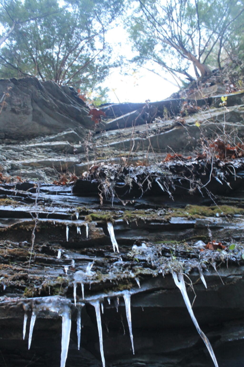 Photo: Icles