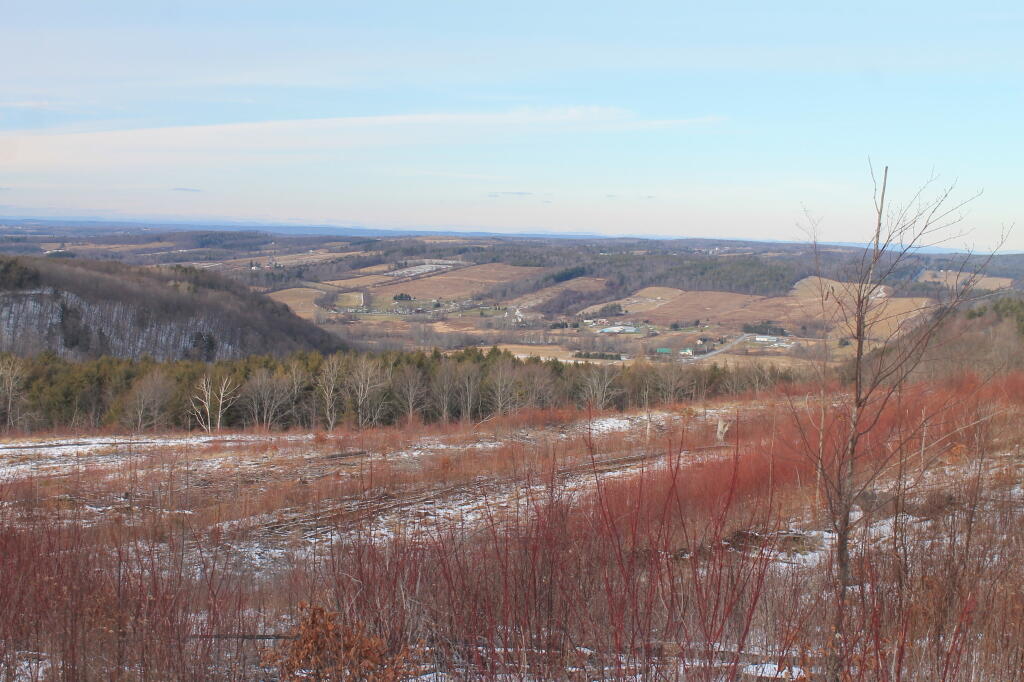 Photo: Sappling Starting to FIll In the Clear Cut
