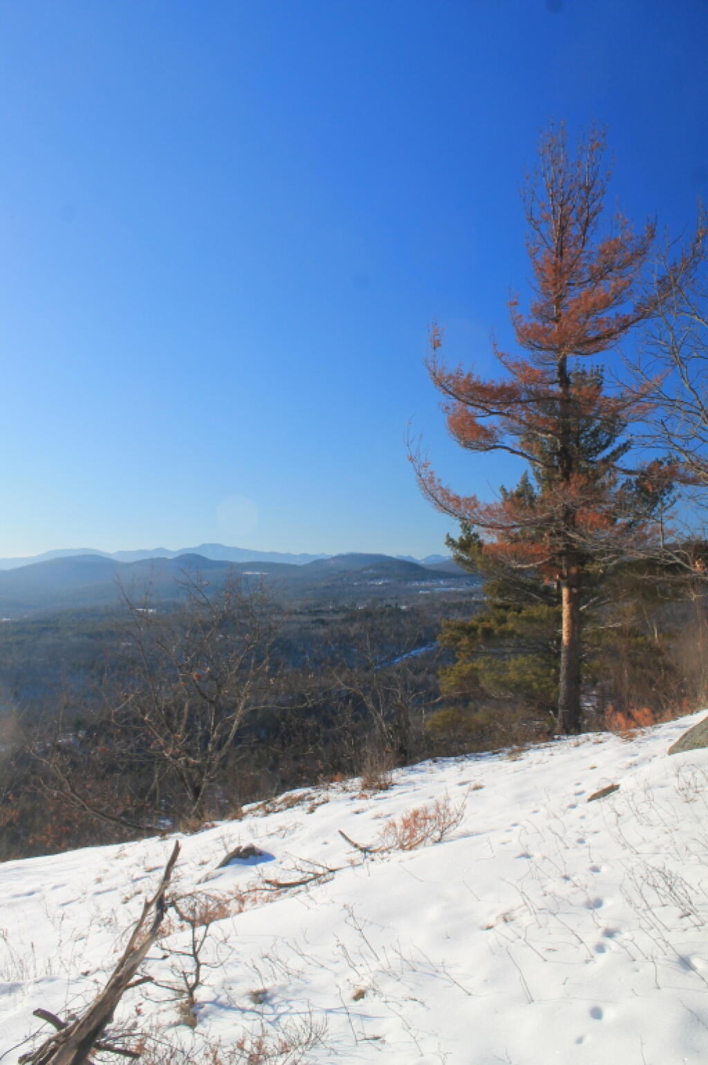 Photo: Aspen in Open Area Looking North