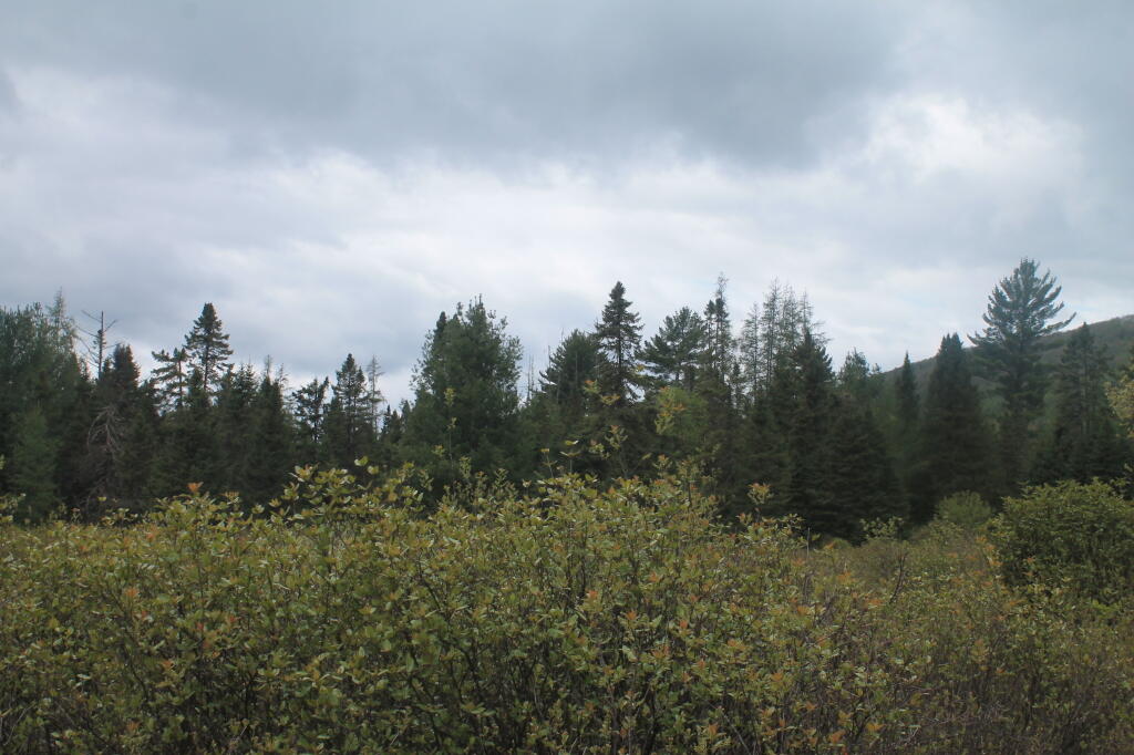 Photo: Rainy Spring Afternoon at Moose River Plains
