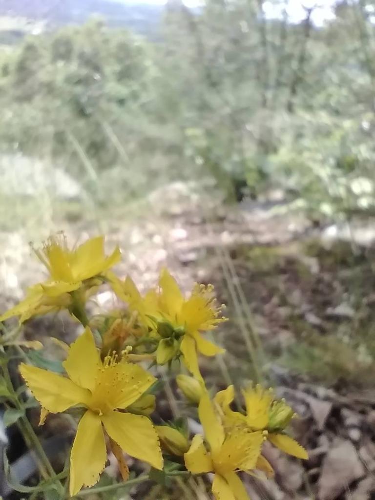 Photo: Yellow Flowers