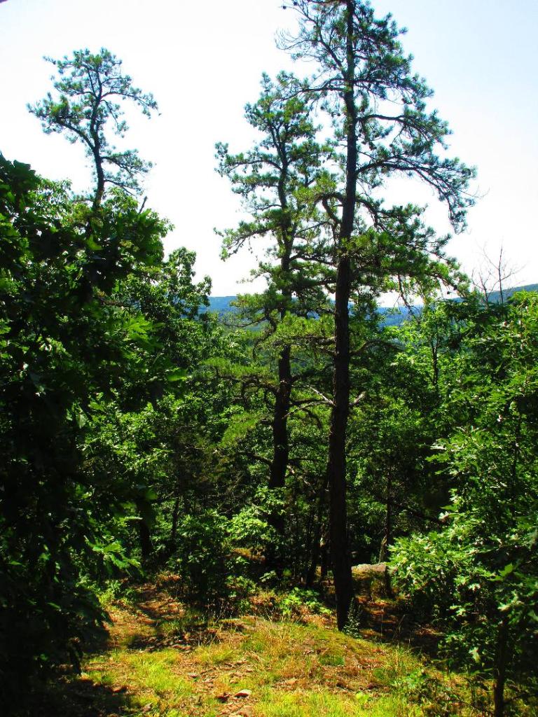 Photo: Pitch Pine