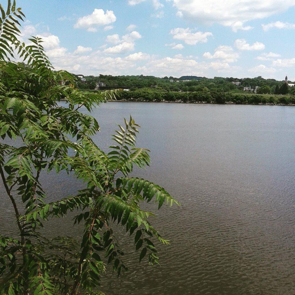 Photo: Summer in Albany