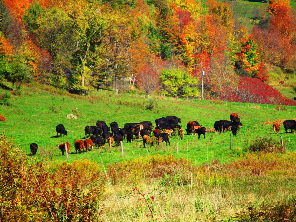 Photo: Cows Graze Along the Catskill Scenic Trail