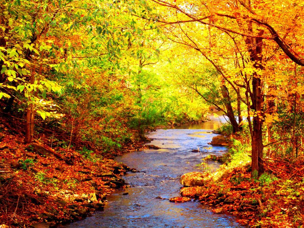 Photo: Bear Creek