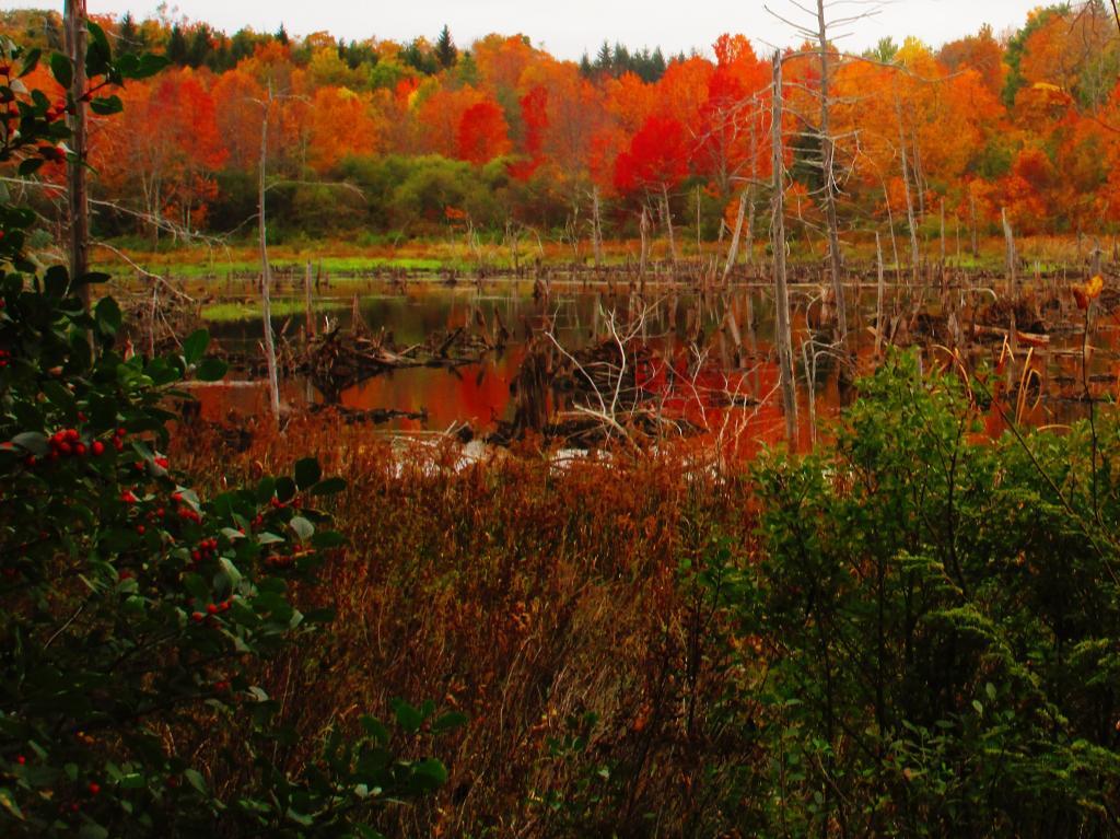 Photo: Looking Glass Pond