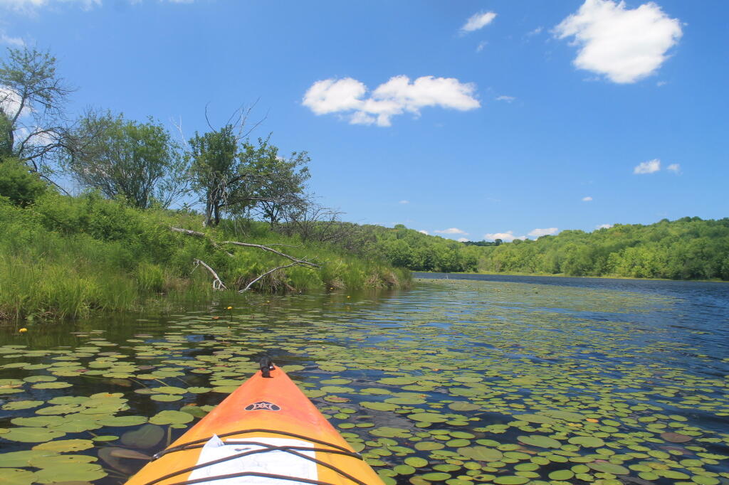 Photo: Pond Lillies