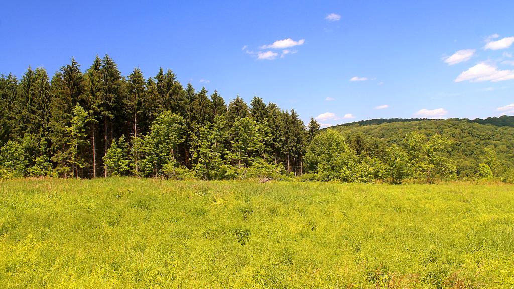Photo: Meadow