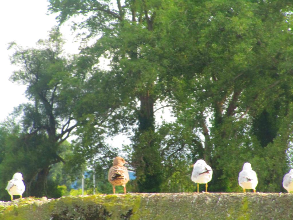 Photo: Seagulls