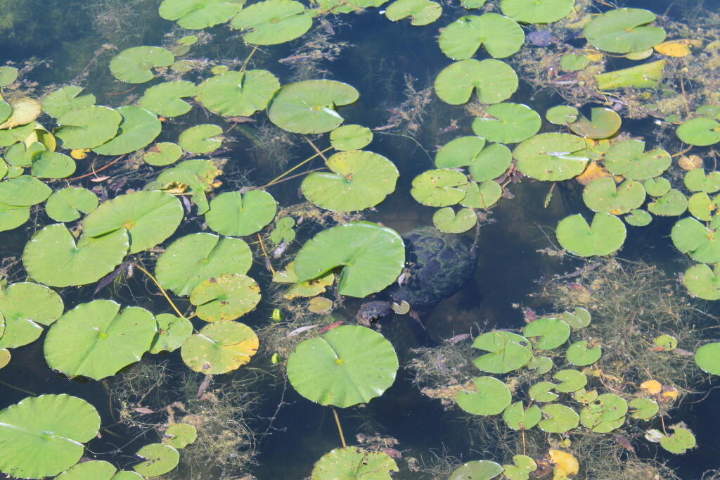 Photo: Photo.2013.06.15 17.16.04