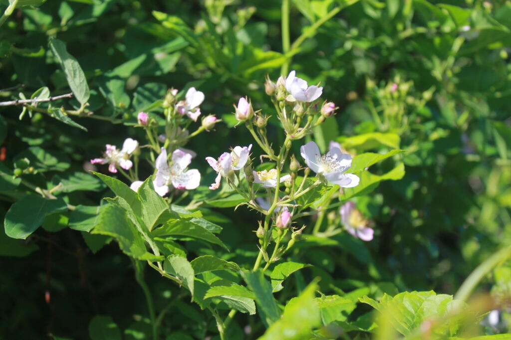 Photo: Wild Flowers