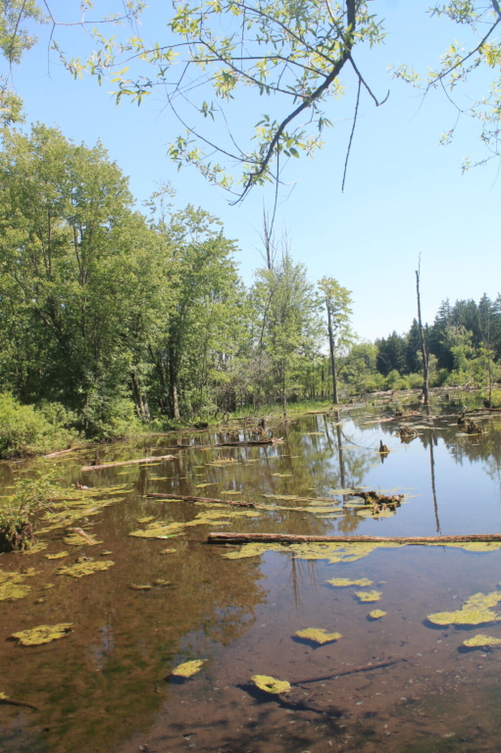 Photo: Summer day at the nature pond