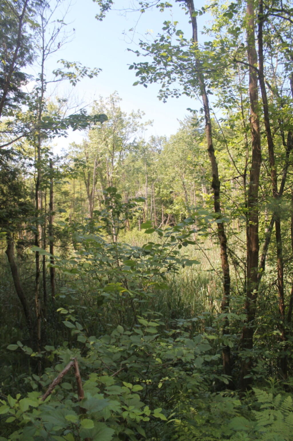 Photo: Wetlands Along Oswego Road