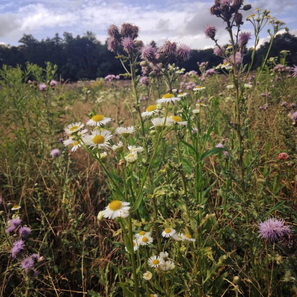 Photo: Wildflowers