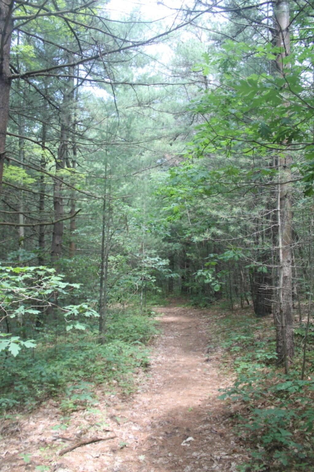 Photo: Few Pitch Pines, Mostly White Pines Along Red Trail