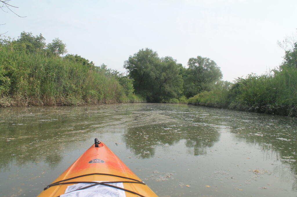 Photo: Paddling through the Algea