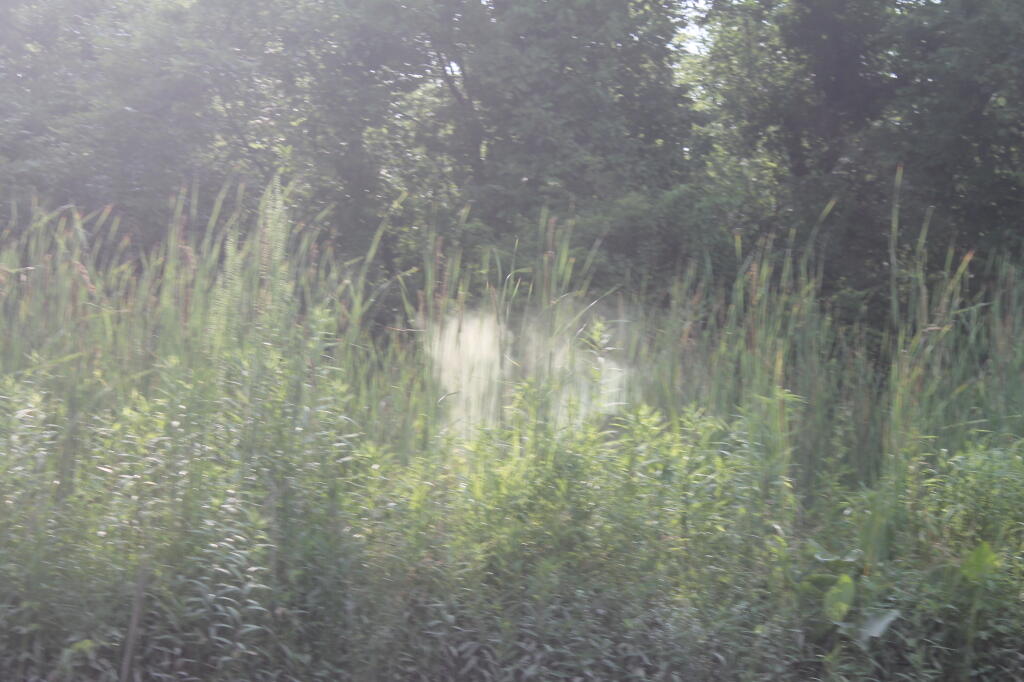 Photo: Dust of a Distance Doe
