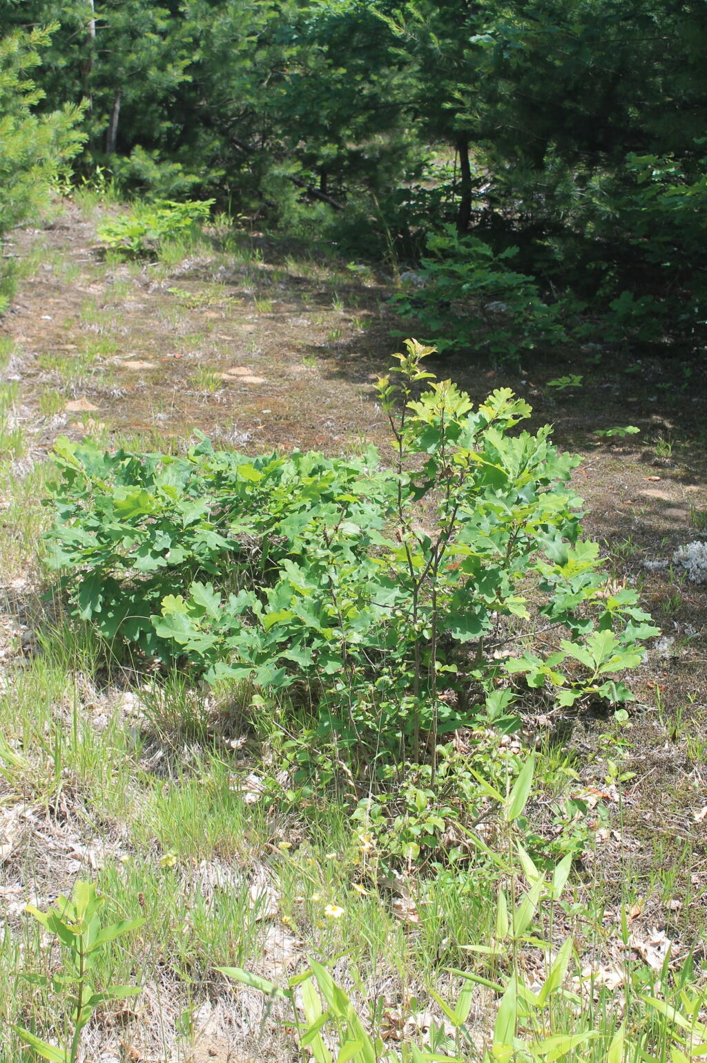 Photo: Scrub Oak