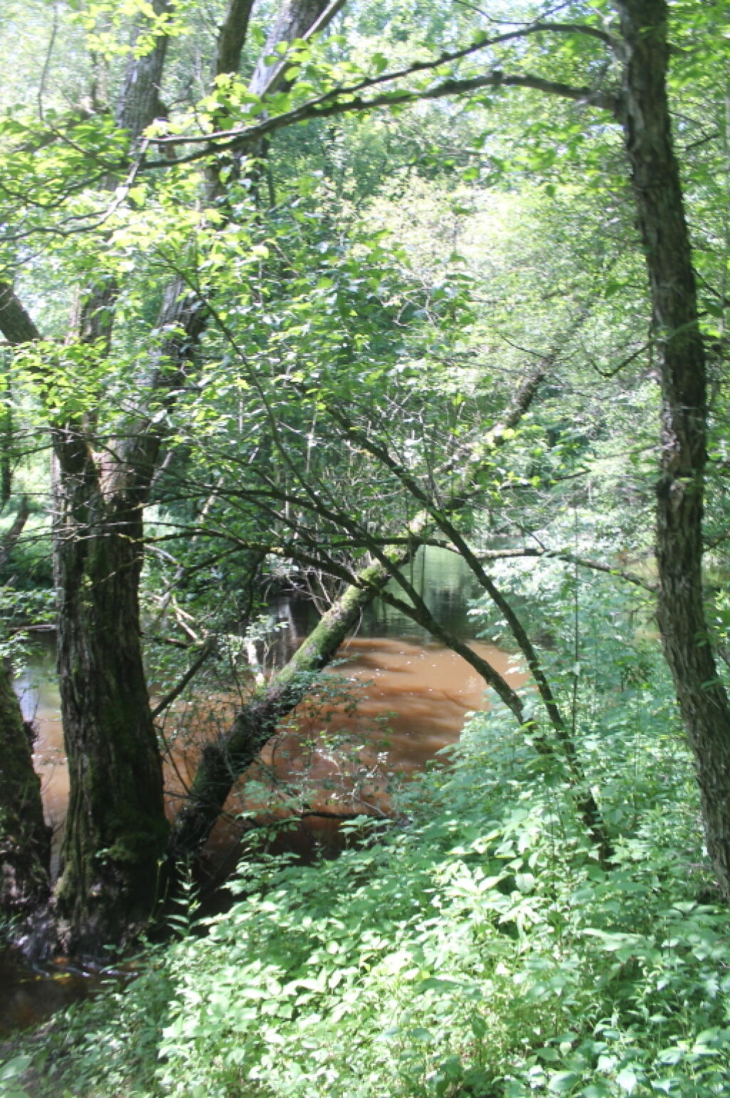 Photo: Wood Creek 2