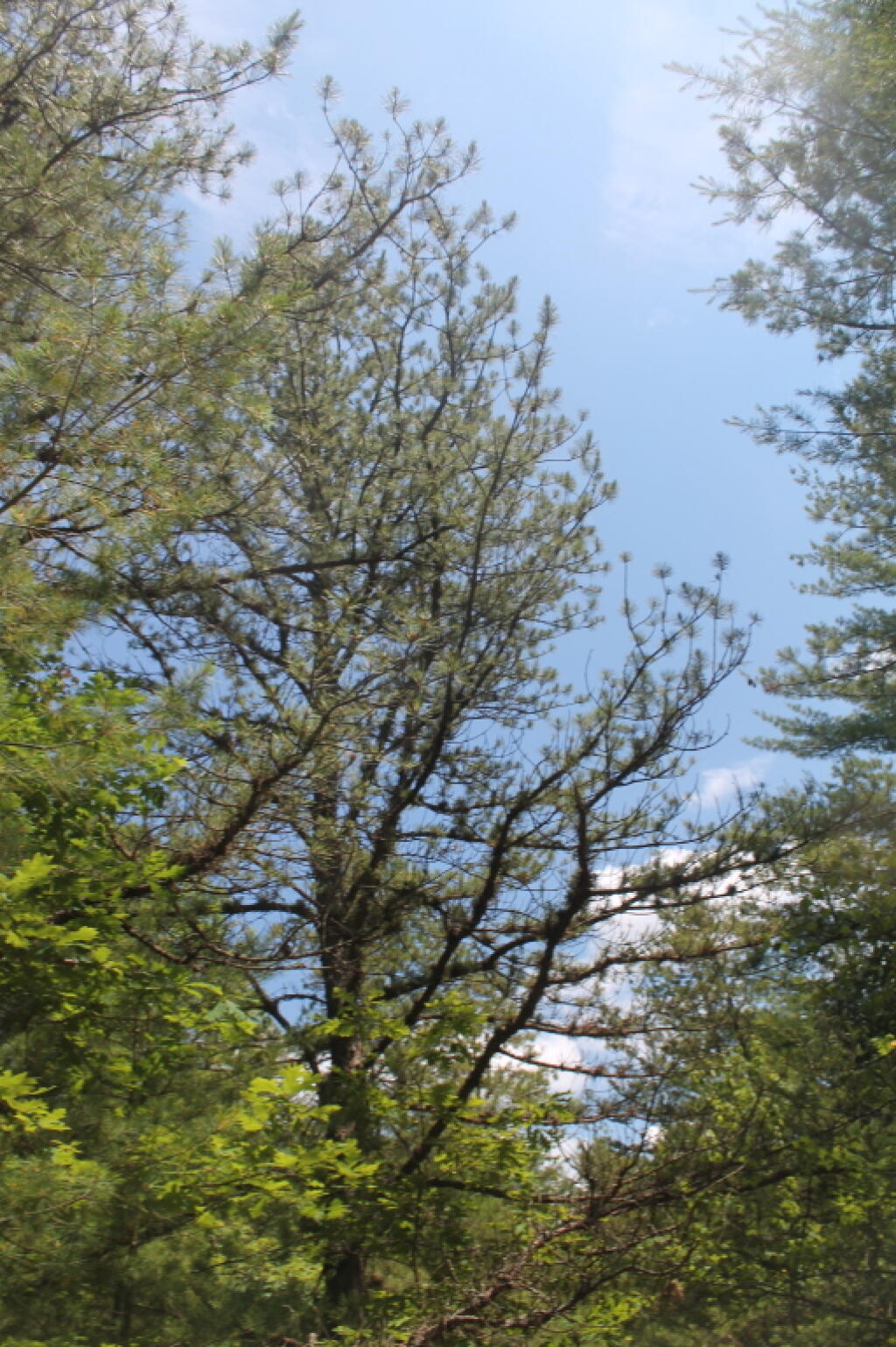Photo: Pitch Pines along the Trail