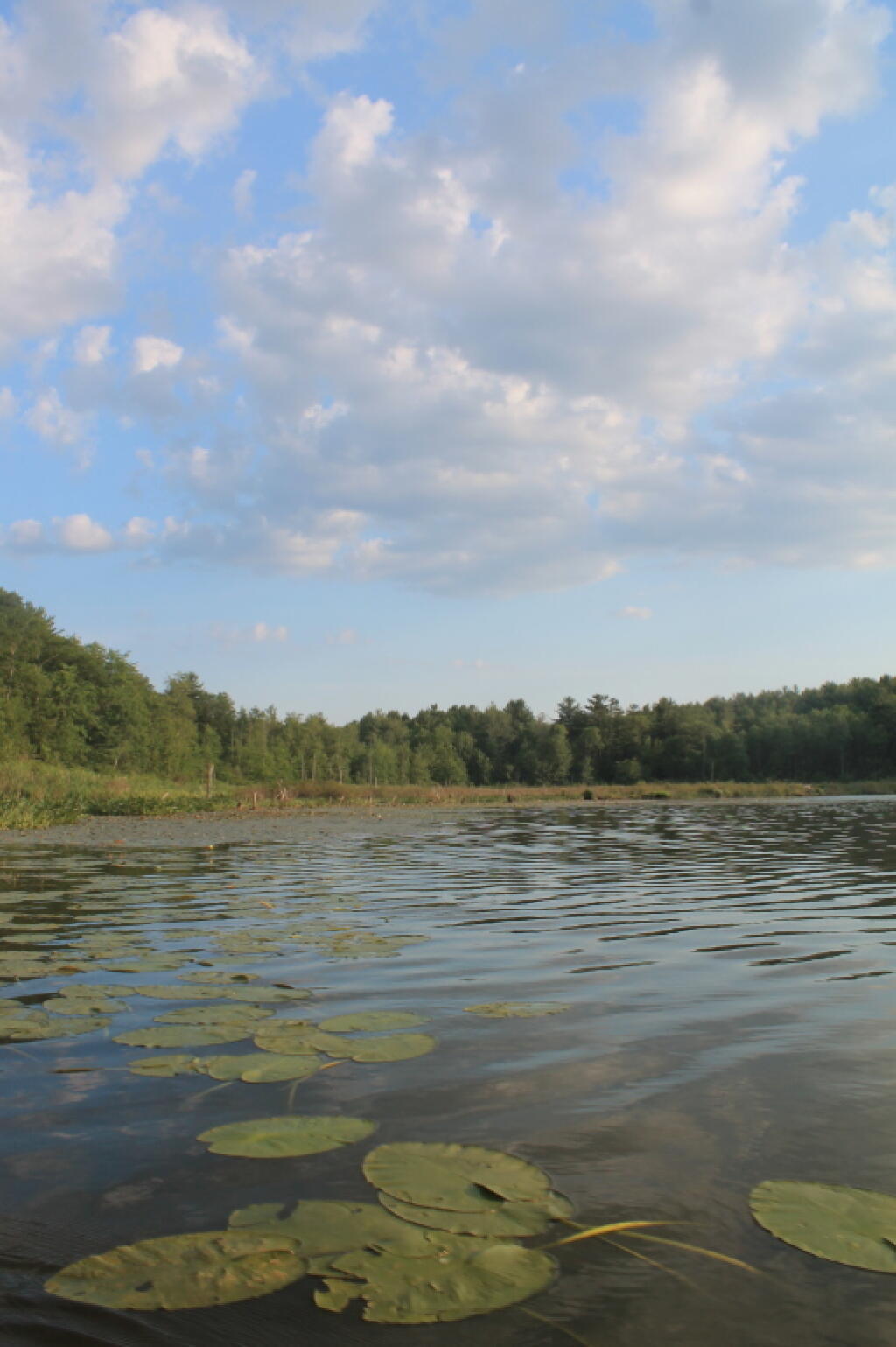 Photo: Pond Lillies
