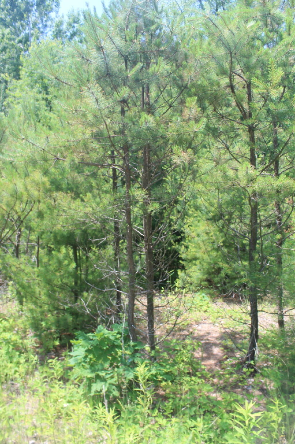 Photo: New Pitch Pine Up Close