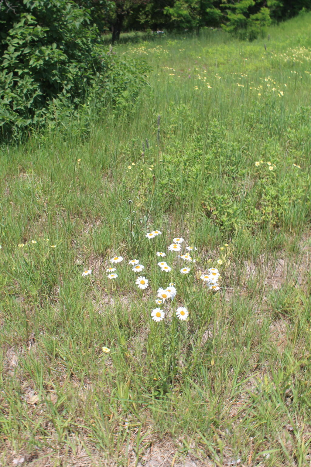 Photo: Daisies
