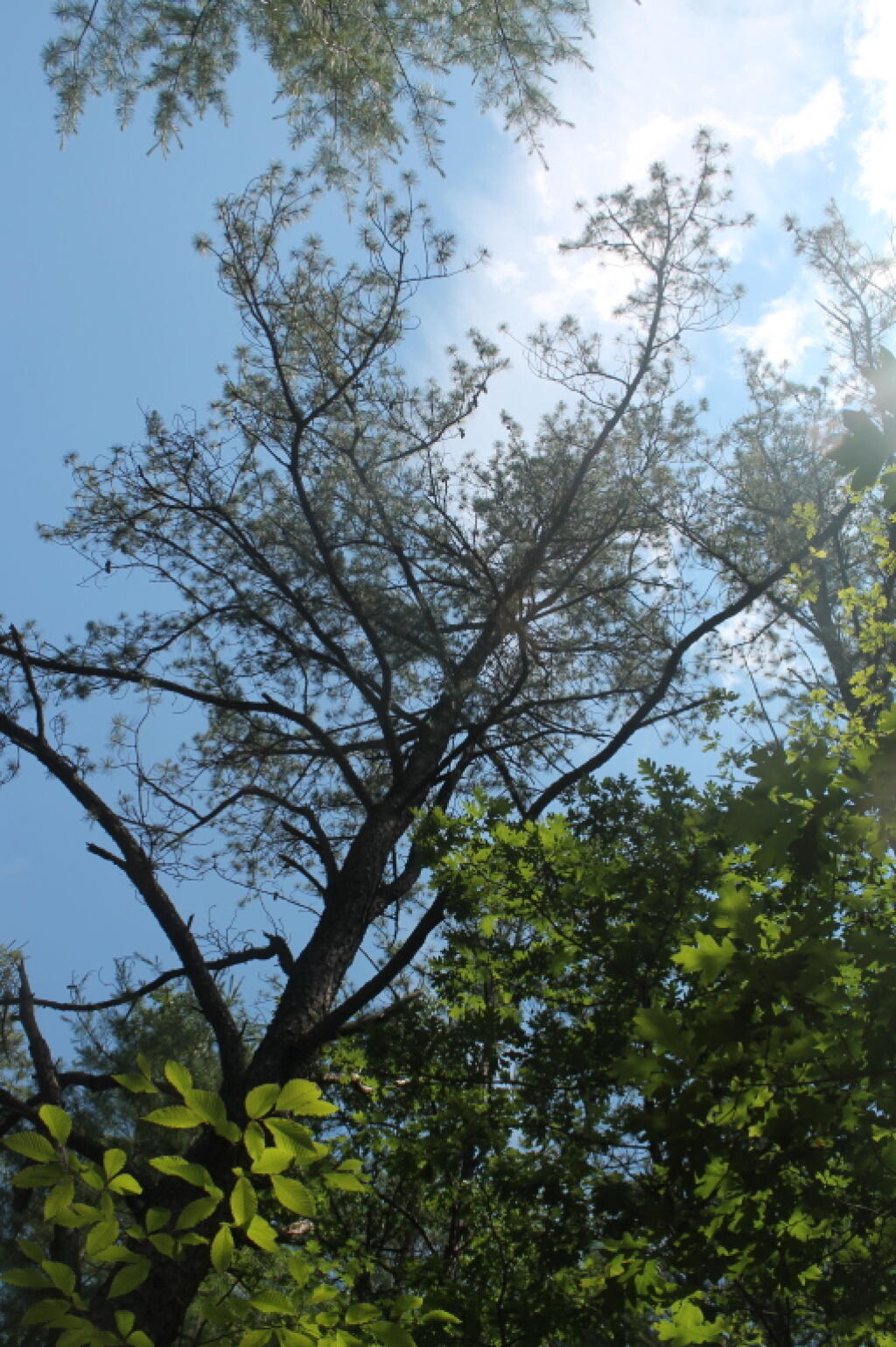 Photo: Pitch Pine