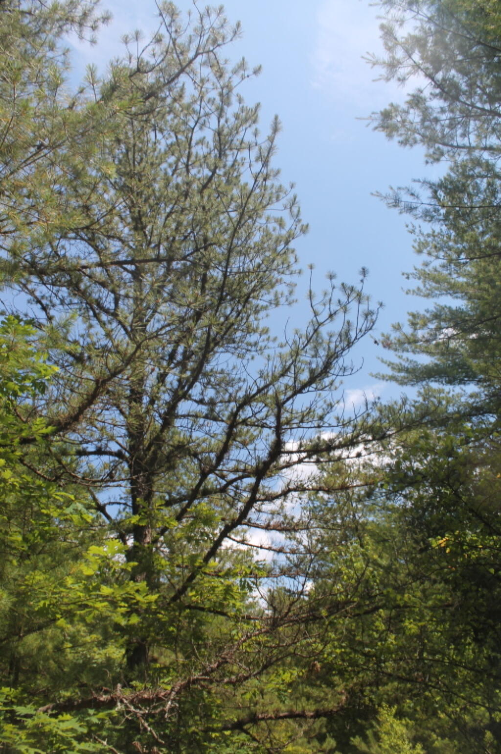 Photo: Mature Pitch Pine Along Trail